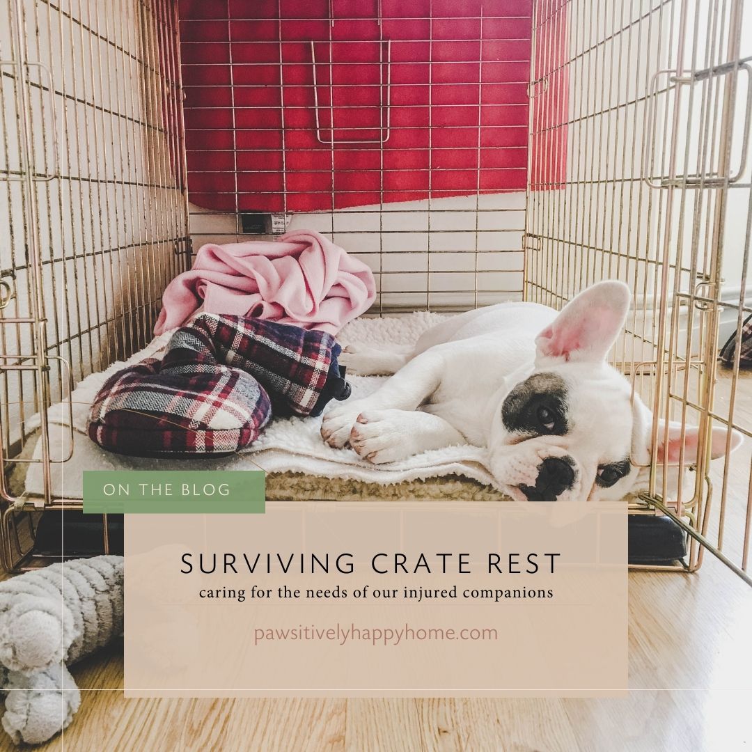 Surviving Crate Rest caring for the mental health of our sick or